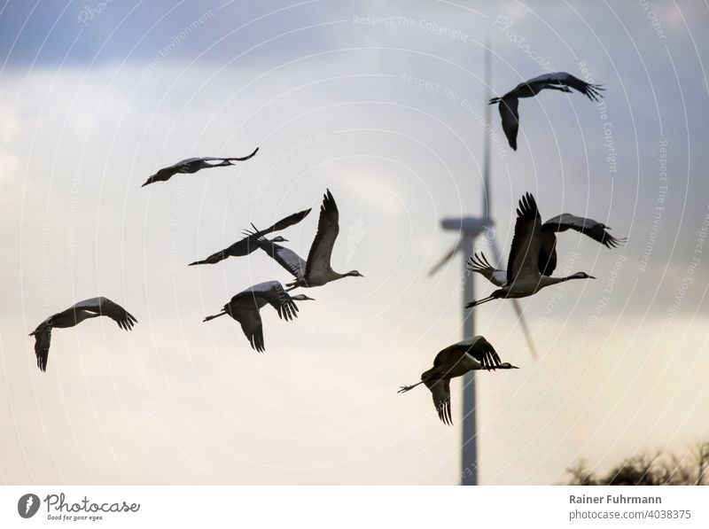 A flock of cranes flies in the state of Brandenburg. In the background is a large wind turbine. birds Cranes Flock Barnim Germany Wind energy plant Nature Sky