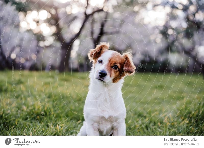 portrait of beautiful jack russell dog in park at sunset. Blossom and springtime nature cute small blossom obedient grass friendly fun attractive happy pedigree