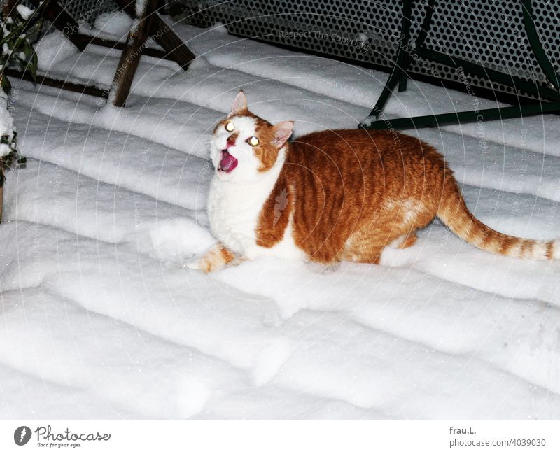 Yay snow! Cat Animal Pet Animal portrait Pelt mackerelled pets hangover Snow Winter Roof terrace Balcony Flash photo Evening Night