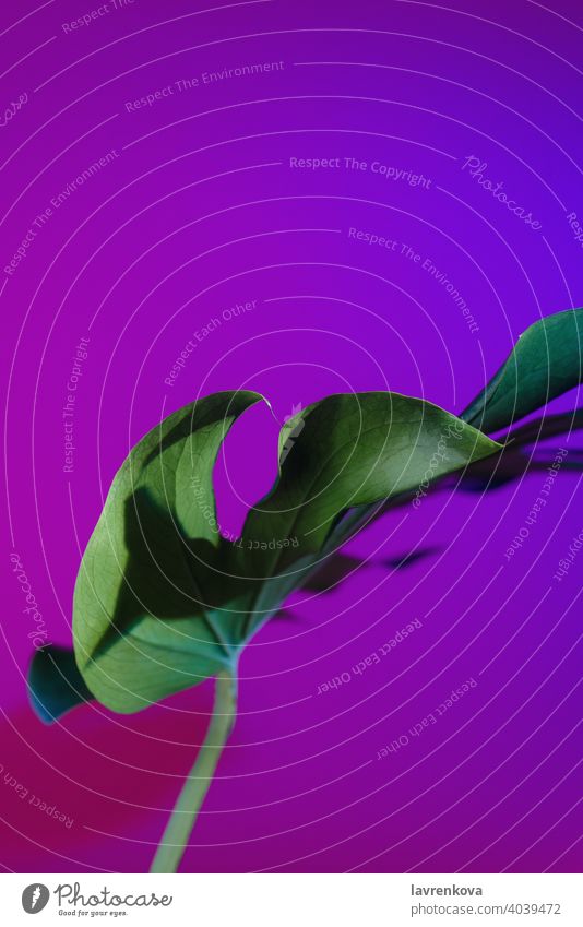 Abstract picture of monstera deliciosa leaf in neon lightning Split Leaf Philodendron plant indoor fresh jungle exotic interior botany nature green texture