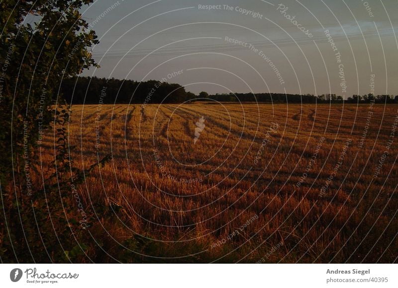 Field in the evening Sunset Edge of the forest Skid marks Tree Forest Wildau Clouds Grass Autumn Nature Evening Grain Sky