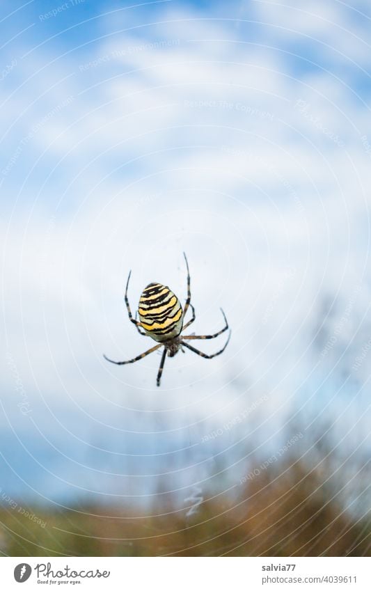 Wasp spider lurking in its wheel web, clouds with sky blue in background Black-and-yellow argiope Nature Sky Spider Net Spider's web Macro (Extreme close-up)