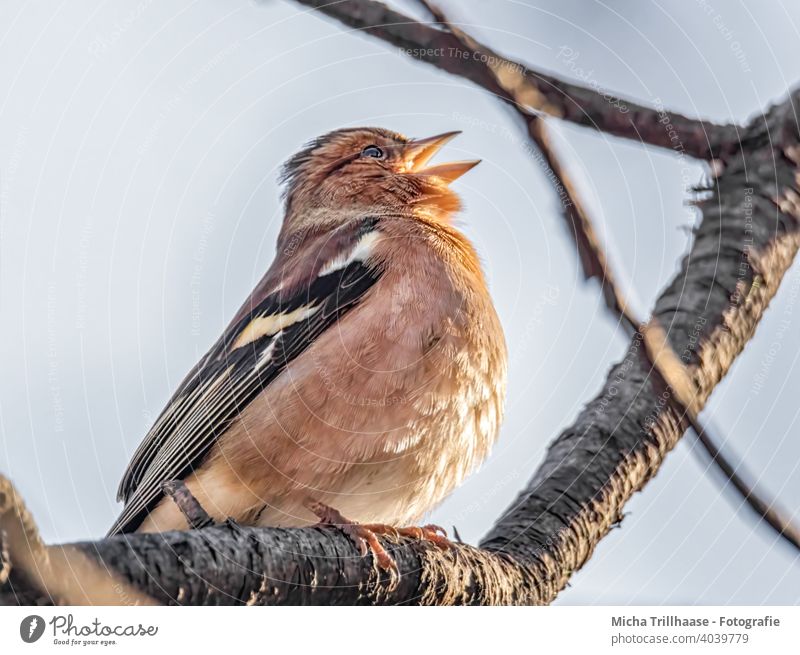 Singing Finch Chaffinch Fringilla coelebs Head Beak Animal face Grand piano Claw Eyes Bird Wild animal Feather Twigs and branches Colour photo hum tweet