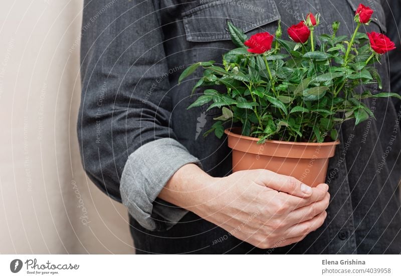 Close-up of bright red flowers in a pot in hands of professional florist. rose woman house plant floral store work female home garden business indoor botanical