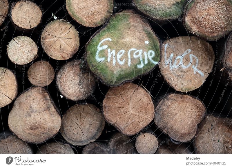 Logs of felled trees as energy wood in the Teutoburg Forest near Oerlinghausen in East Westphalia-Lippe Tree trunk forest forestry Forestry Energy wood Firewood