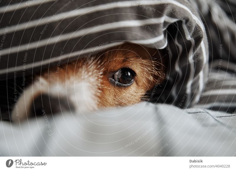 Pet under blanket in bed. Portrait of sad dog warms in cold weather pet eyes muzzle sick mood atmospheric nose freeze look cute puppy animal funny cozy happy