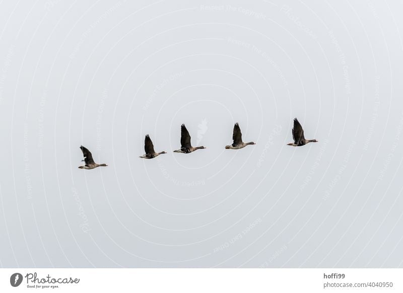 Grey geese in diagonal formation against white sky Gray lag goose Migratory bird Diagonal white background Wild animal Bird Group of animals Flock Goose Flying