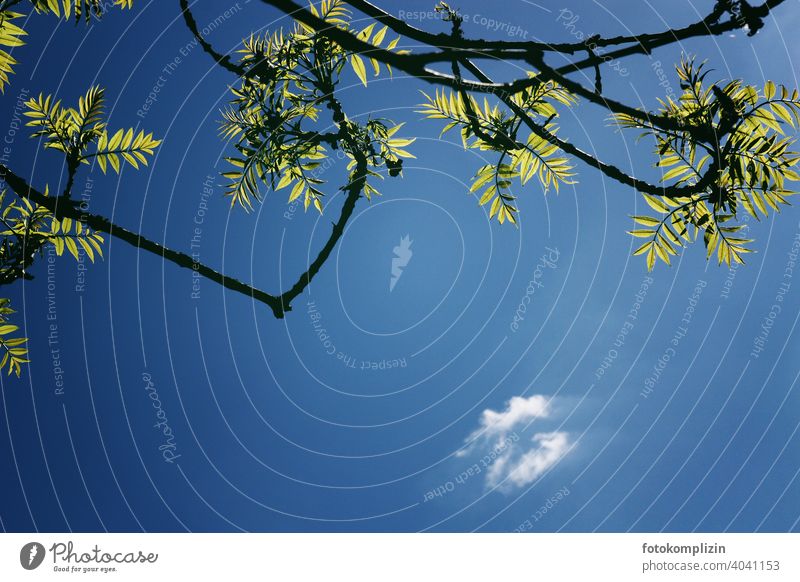 Ash branches with fresh green bright leaves photographed from below with dark blue sky and a small cloud Ash-tree Sky Leaf Twigs and branches Branch Nature