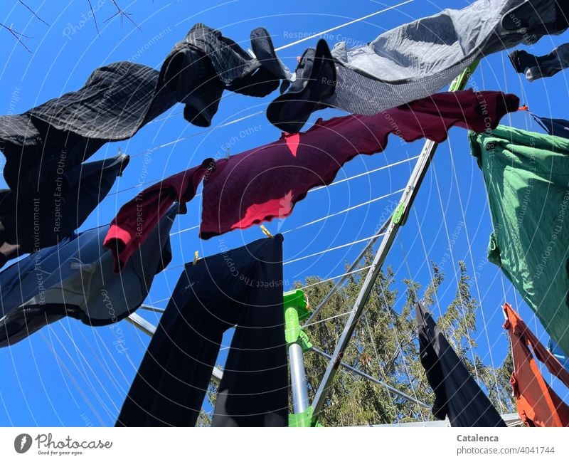 Laundry blowing on the clothesline in the fresh spring breeze under a deep blue sky rotary clothes dryer Sky Fir tree Tree Plant Shirt T-shirt Pants clothespin