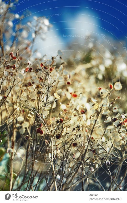 undergrowth Wall (barrier) Plant Small Near Colour photo Detail Deserted Sunlight Copy Space top Exterior shot Beautiful weather Environment Multicoloured