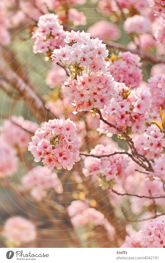 Ornamental cherry in full bloom Pillar Cherry flowering cherry prunus Japanese flower cherry blossoming tree blossom Cherry blossom spring blossoms heyday April