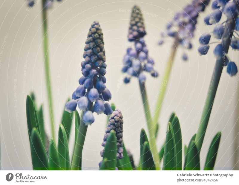 Heralds of spring in blue grape hyacinths Blue Blossom Blossoming Plant plants Flower Flowers and plants flowers spring nature green leve Background picture