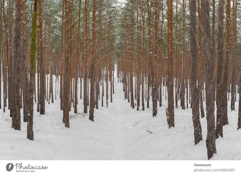 Narrow forest path for hiking in winter in a pine forest, snow-covered forest floor Forest path woods tree trees grass branch branches nature lumbering