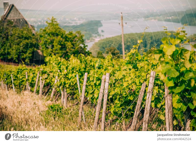 Vineyards with view of the Rhine, Bingen am Rhein, Germany viticulture wine-growing area Bingen on the Rhine Winery Middle Rhine Middle Rhine Valley vines Green