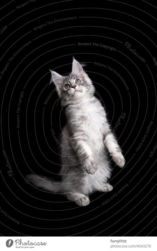 silver maine coon kitten rearing up standing on hind legs looking up on black background cat copy space cut out isolated one animal indoors studio shot