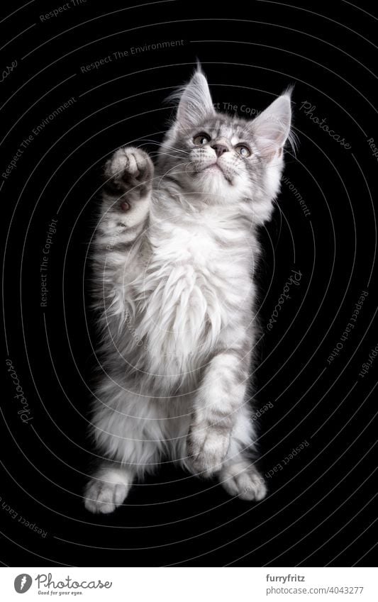 curious silver maine coon kitten playing rearing up on black background cat copy space cut out isolated one animal indoors studio shot purebred cat pets