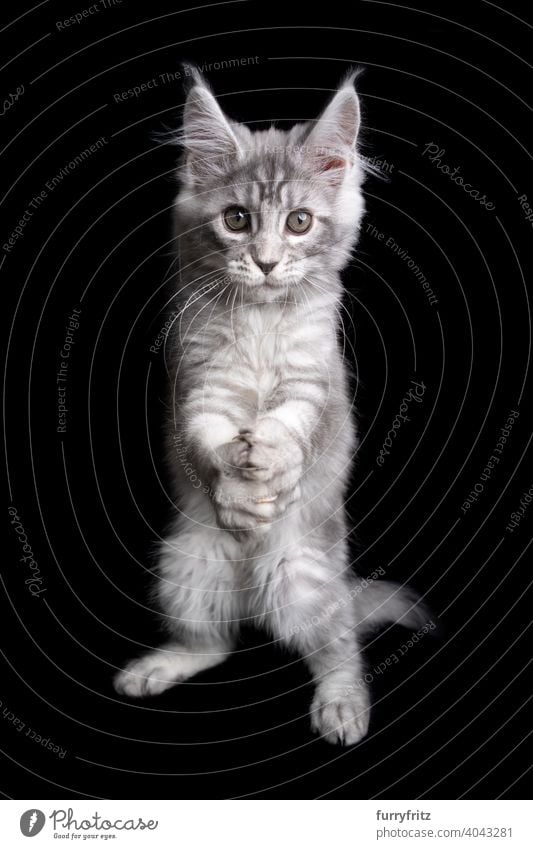 funny maine coon kitten playing clapping or folding hands like a prayer cat black background copy space cut out isolated one animal indoors studio shot