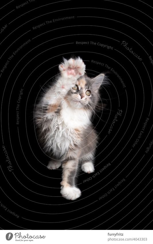 playful calico maine coon kitten lifting paw like it's waving hands on black background cat copy space cut out isolated one animal indoors studio shot