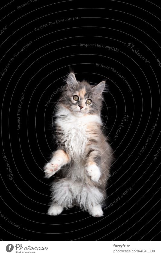curious calico maine coon kitten standing on hind legs on black background cat copy space cut out isolated one animal indoors studio shot purebred cat pets