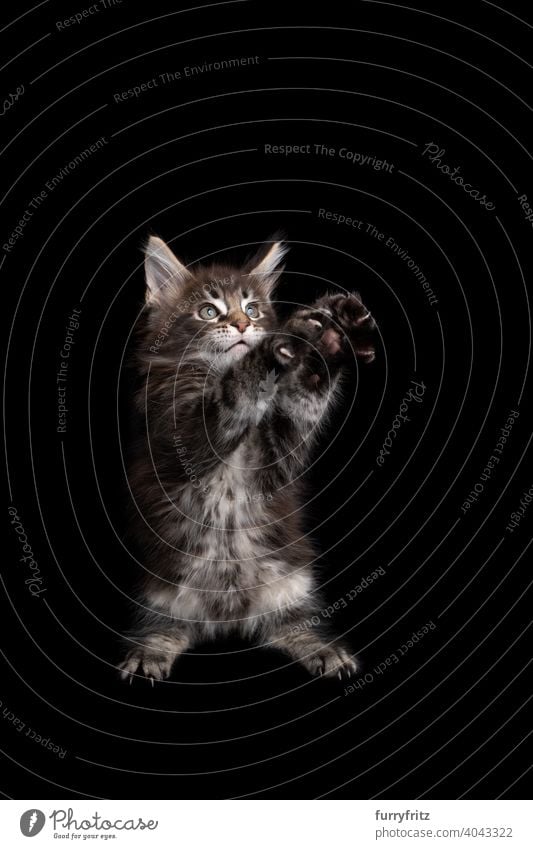 cute maine coon kitten playing standing on hind legs raising both paws on black background cat copy space cut out isolated one animal indoors studio shot
