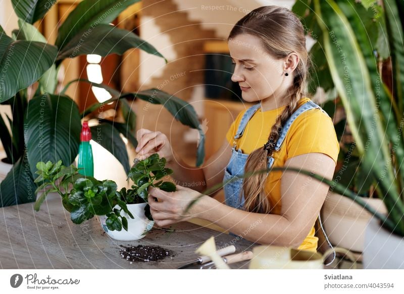 A young woman transplants flowers at home. Spring care for potted flowers. Spring, care, home plants, Home gardening spring home gardening girl work greenery