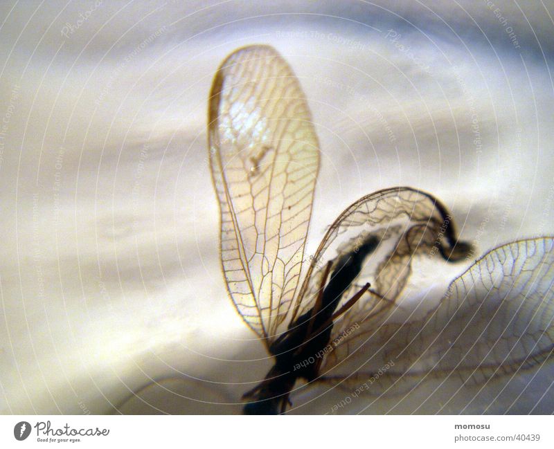 mosquito grilled Mosquitos Insect Translucent Wing Macro (Extreme close-up) Death