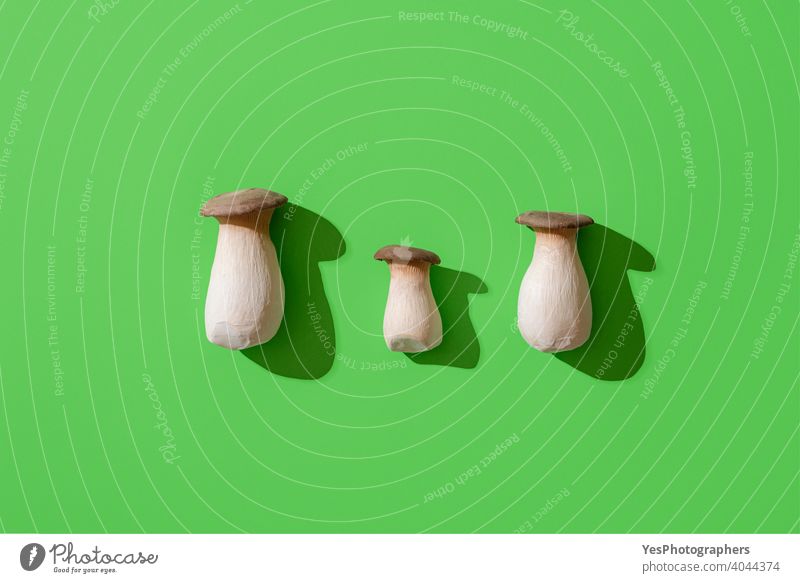 Boletus edulis mushroom on green background, top view. Edible wild mushrooms, minimalist above view aligned autumn bolete boletus boletus edulis bright cep