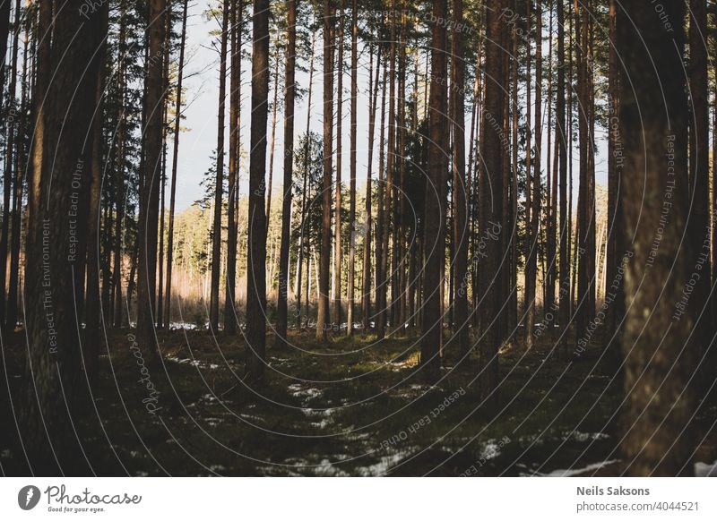 Scene of beautiful sunset at winter - spring pine forest with trees, grass and white spots of partially melted snow. Landscape. Beams beauty branch dark dawn