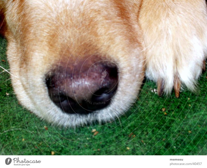 incognito Dog Golden Retriever Snout Detail Nose