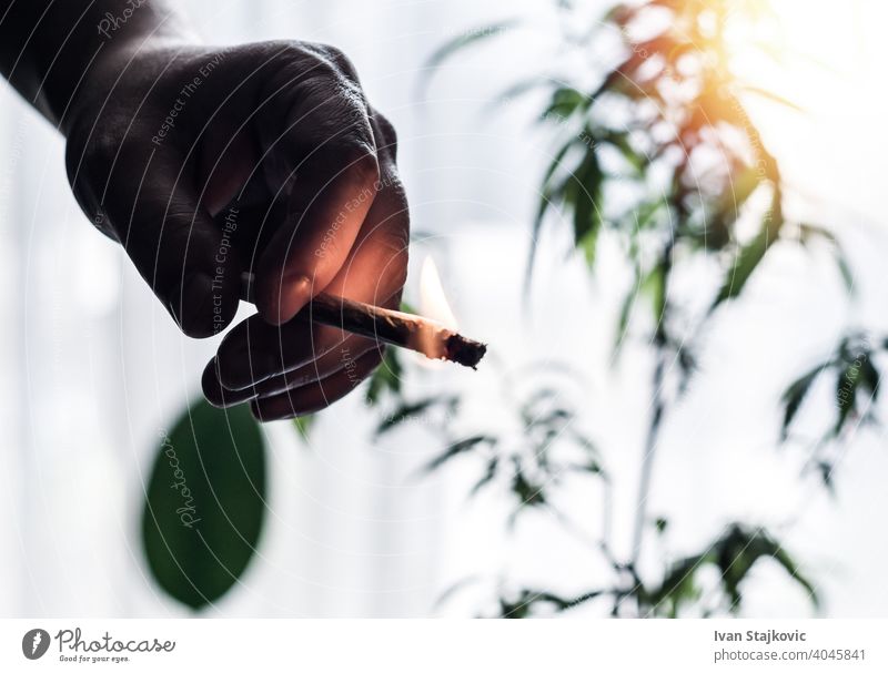Hand of young Man holding burning Marijuana Joint against Cannabis plant client addiction tobacco abuse man problem person smoke cigarette bad hand lifestyle