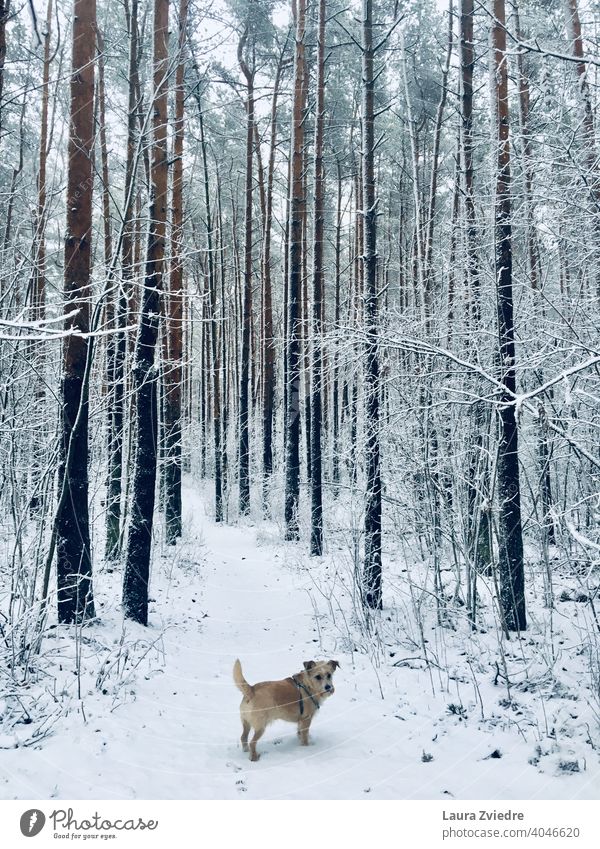 Dog in the winter Dog walk Winter Winter mood Snow Exterior shot Walk the dog To go for a walk Colour photo Cold Pet Animal Nature White snowy snowy woods