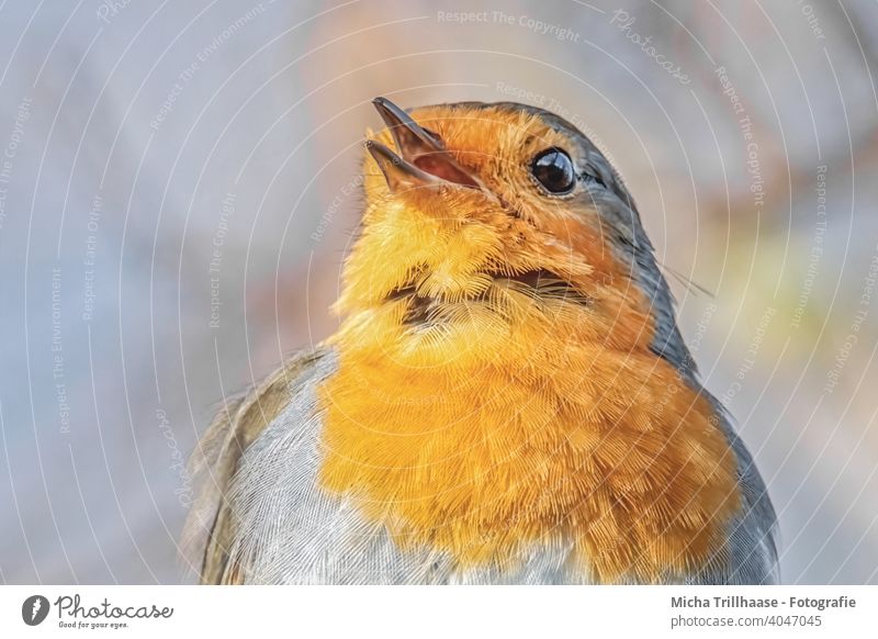 Singing robin portrait Robin redbreast Erithacus rubecula Animal face Head Beak Eyes Feather Plumed Grand piano Bird Wild animal Chirping Communicate Song hum