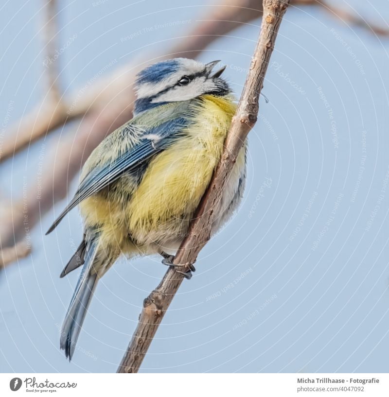 Eurasian Blue Tit Hanging on a Thin Branch Stock Image - Image of