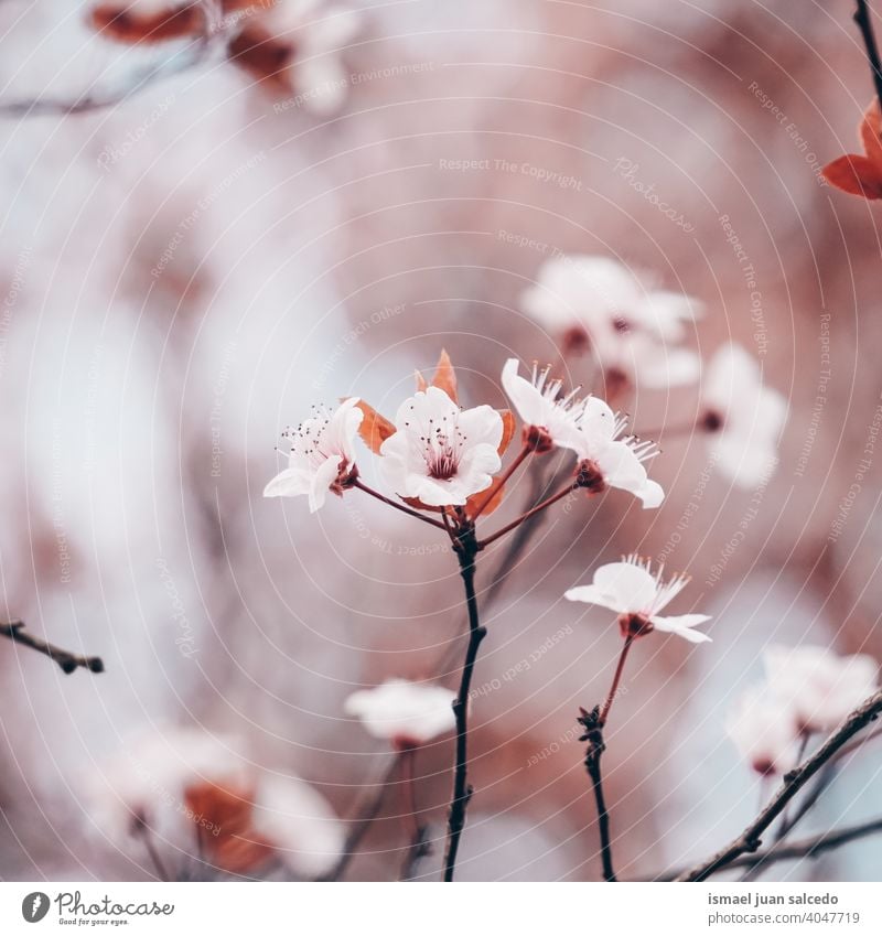beautiful cherry blossom in spring season, sakura flowers sakura tree pink petals floral nature natural decorative decoration romantic beauty fragility