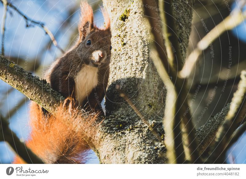 Squirrels looking for food Rodent Animal Wild animal Cute Nature Pelt Exterior shot Brown Colour photo Day Animal portrait Paw Tails Animal face Small Ear