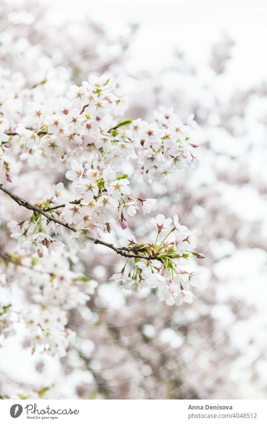 White Blossom Cherry Tree during Spring Season sakura blossom cherry tree spring background flower pink nature white garden season blooming isolated park branch