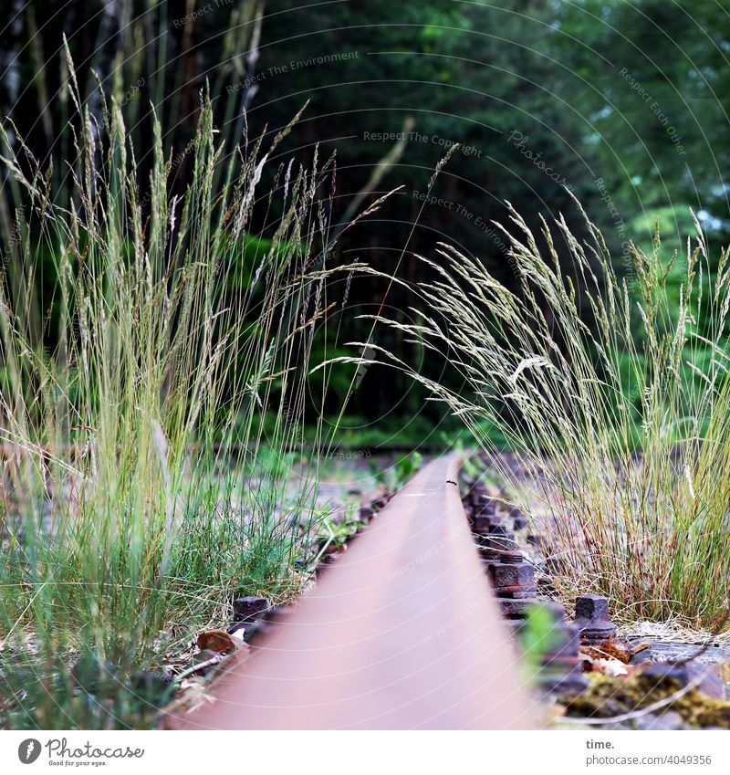 Local history railway tracks Rail transport Metal Grass lost places Past Traffic infrastructure forsake sb./sth. Railroad system Old Structures and shapes