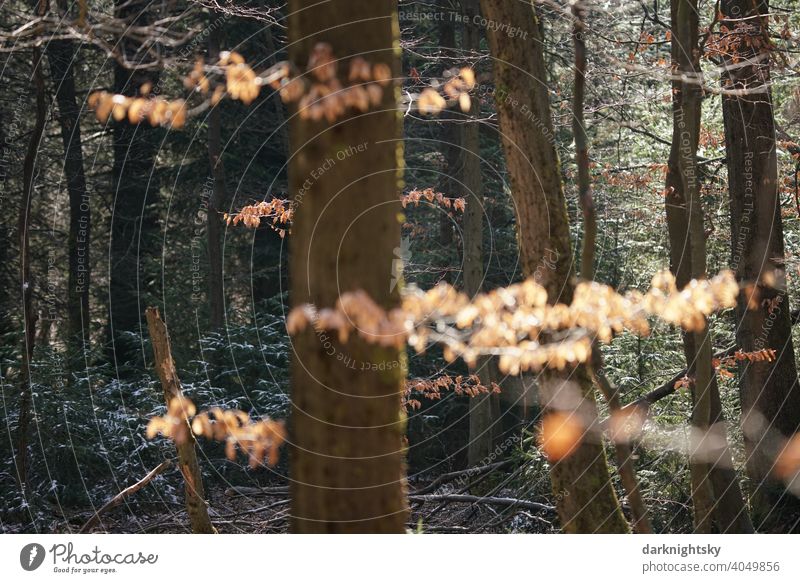 Forest landscape of beech and spruce or fir trees with ice and snow and sunshine Winter Christmas Landscape firs spruces high forest Mischald Nature