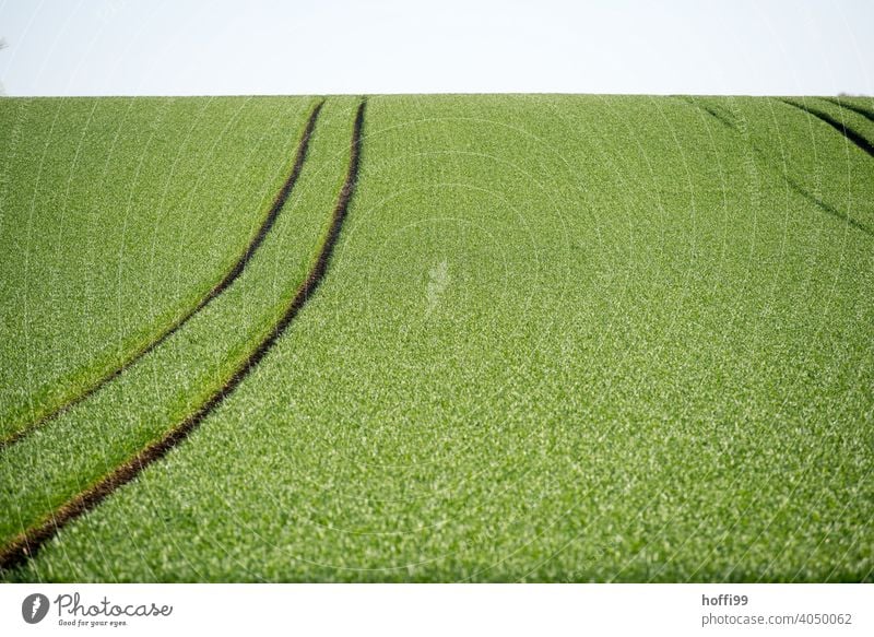 Cereal fields in full spring green Wheatfield Grain Growth Grain field Tractor Tracks Field Environment Habitat die of insects species extinction