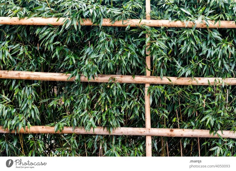 proliferation Fence Growth Green Plant Nature Border Environment Leaf Hedge nature conservation Wild Muddled plants Fenced in Summer Wooden fence proliferate