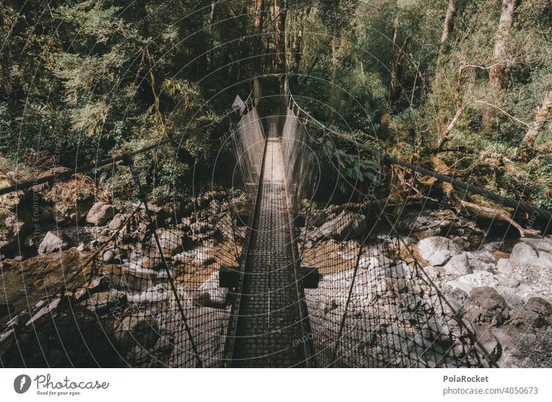 #AS# Suspension bridge Pteridopsida hike Subdued colour Contrast Green Forest Wild plant Wide angle Hiking adventurous Wilderness Lanes & trails ferns