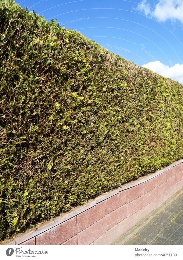 Low wall with accurately cut green hedge in summer sunshine in Oerlinghausen near Bielefeld on the Hermannsweg in the Teutoburg Forest in East Westphalia-Lippe