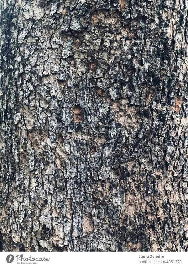Closer to the tree and nature Tree trunk Trunk Tree bark Forest Wood Nature Plant Brown texture textured Texture of wood textured background old natural rough