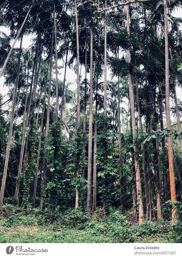 Between the trees Palm tree palm trees tropics Exotic Plant Palm frond Tree Nature Leaf Wood Tropical tropical climate Beautiful weather Summer no people