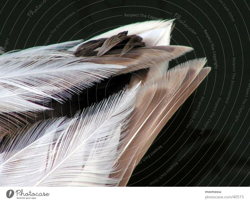 duck feathers Hind quarters Pond Duck Feather Detail Float in the water Swimming & Bathing