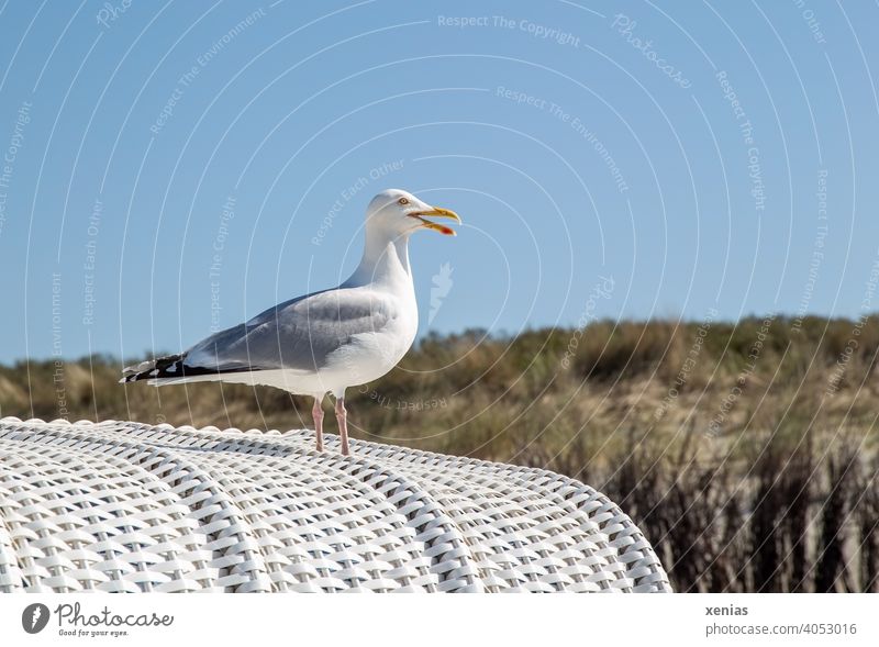 If a seagull stands on a white beach chair in beautiful weather with blue sky and screams for holiday Seagull Bird Beach chair Beautiful weather vacation