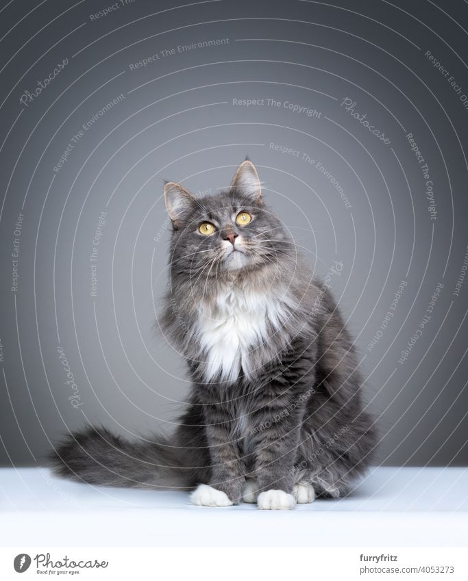 blue tabby maine coon cat on gray background with copy space one animal indoors studio shot fluffy fur feline purebred cat pets longhair cat white portrait