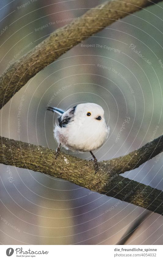 Long-tailed Tit on Branch tit Bird Flying Spring Animal Exterior shot Nature Feather Garden Small Close-up Winter Beak Wild pretty animal world songbird