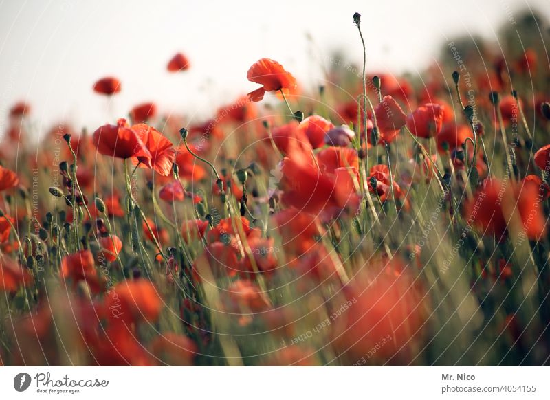 field of gossip poppies Landscape Growth Blossom Red Wild plant Poppy field Corn poppy Poppy blossom Illuminate Agricultural crop Intensive Idyll Summery Plant