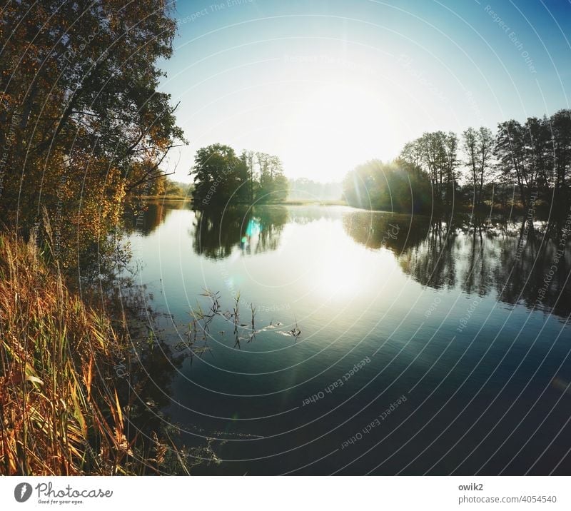 Glass plate Lake Idyll Pond Forest Island Reeds Large Glittering Gigantic Illuminate Sun Beautiful weather Tree Bushes Panorama (View) Landscape Nature